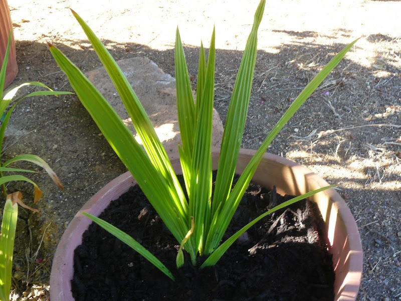 P1510855.JPG