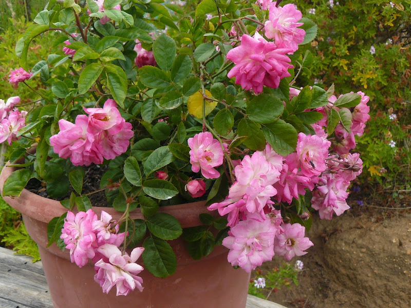 P1520104.JPG