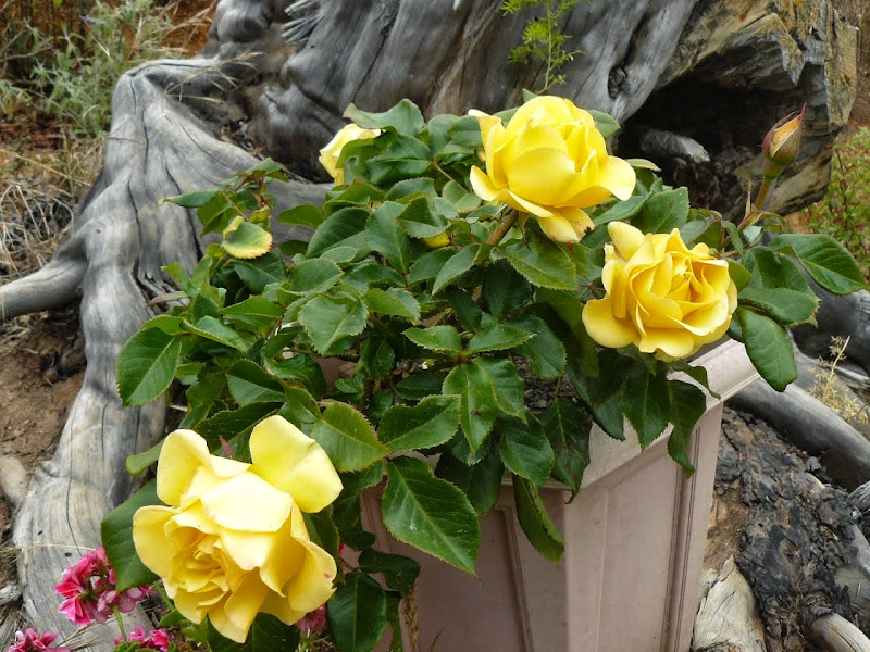 P1520109.JPG