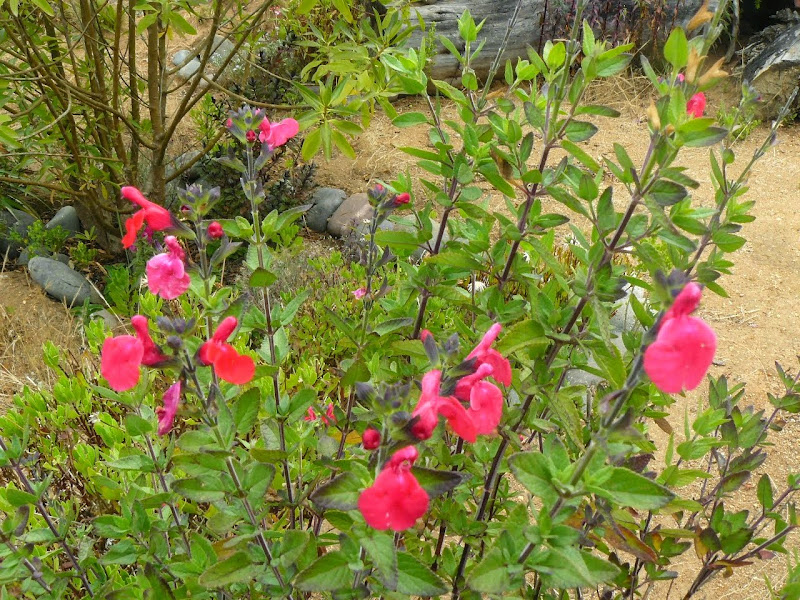 P1520123.JPG