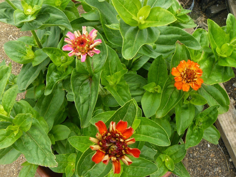 P1520156.JPG