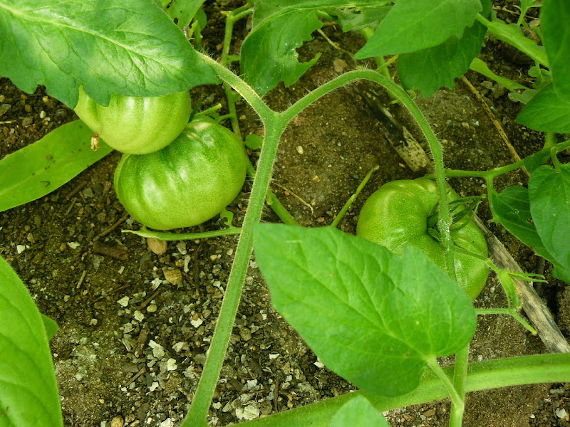 P1520292.JPG