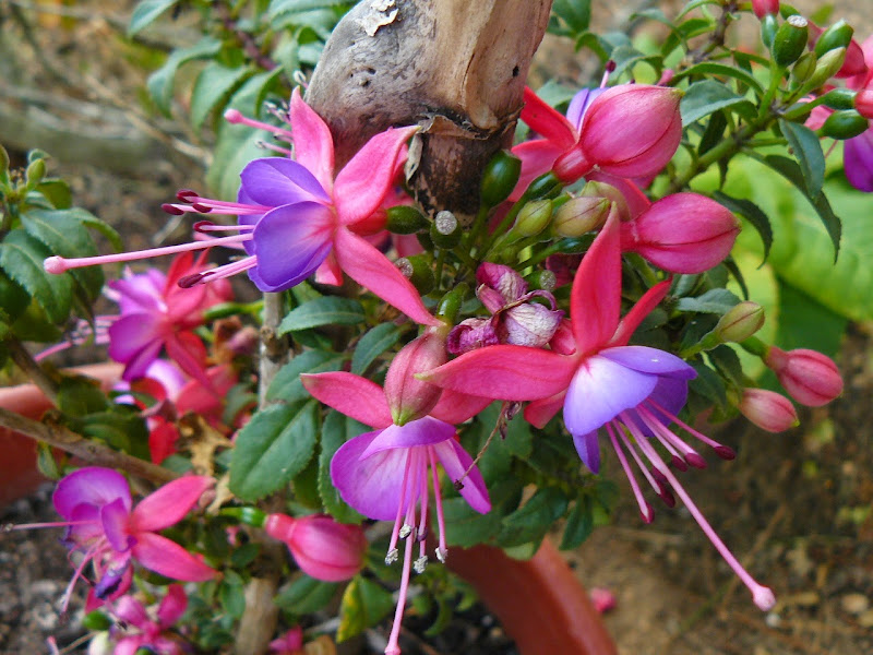 P1520350.JPG