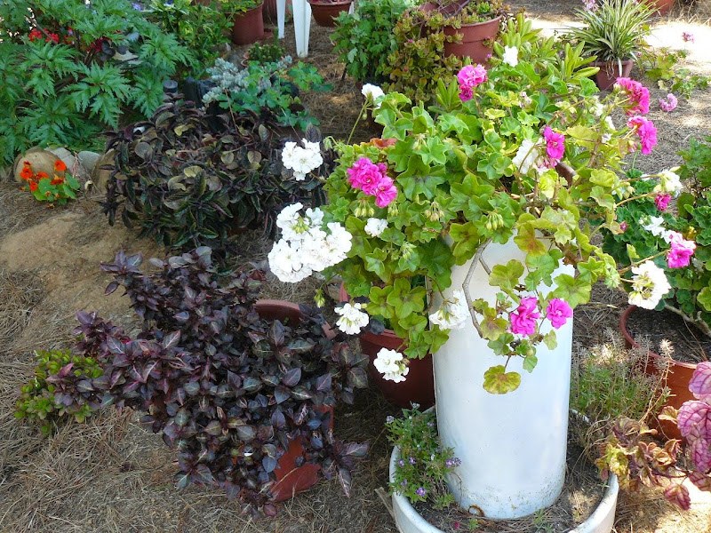 P1520411.JPG