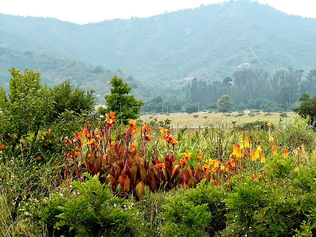 P1520515.JPG