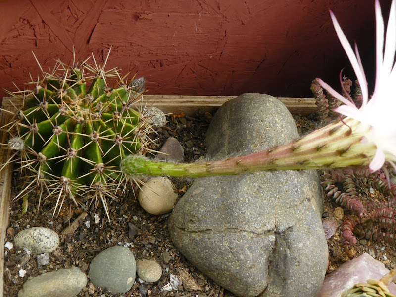 P1520563.JPG