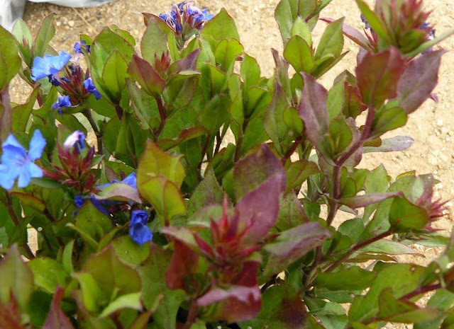 P1520584.JPG