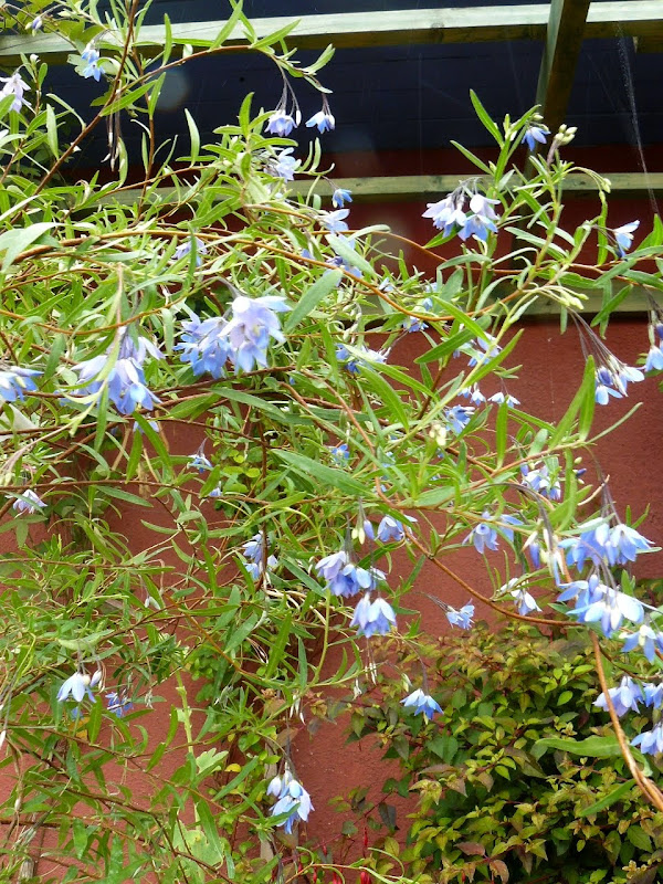 P1520593.JPG