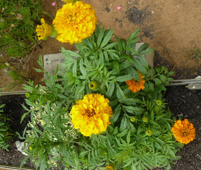 P1520598.JPG