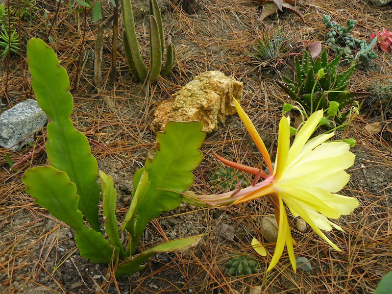P1520607.JPG