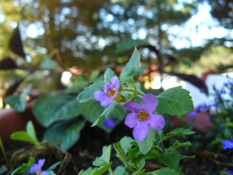 P1520634.JPG