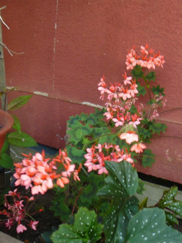 P1520711.JPG