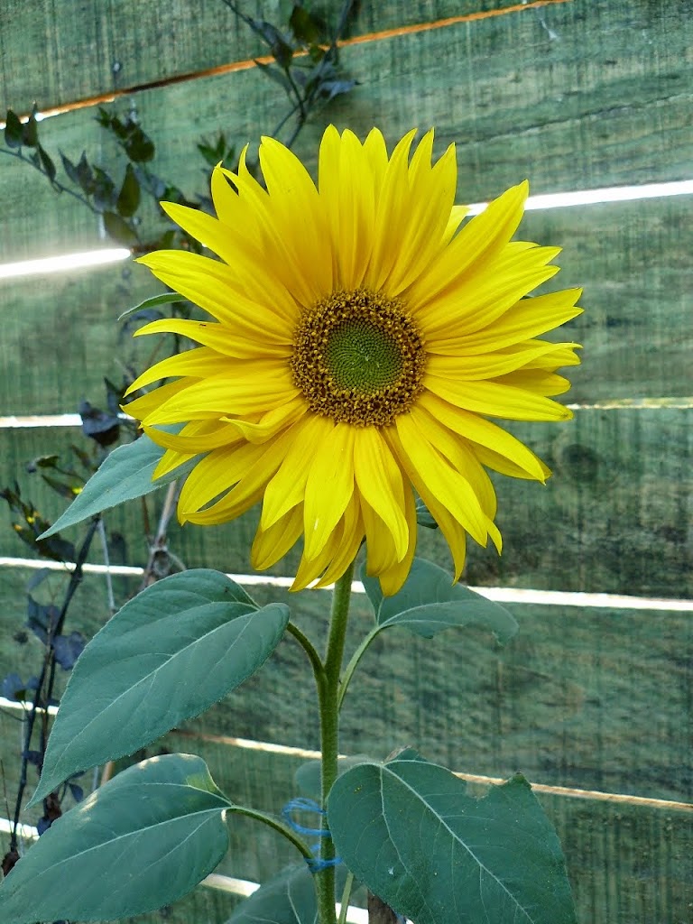 P1520749.JPG