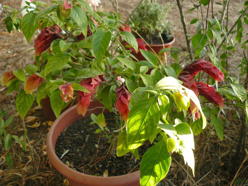 P1520766.JPG