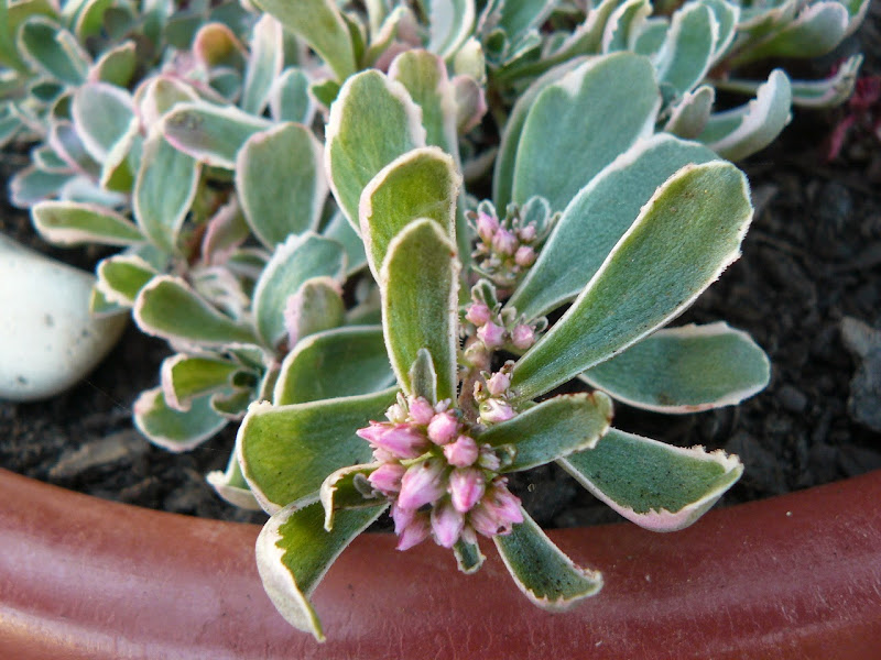 P1520775.JPG