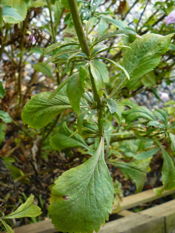 P1520826.JPG