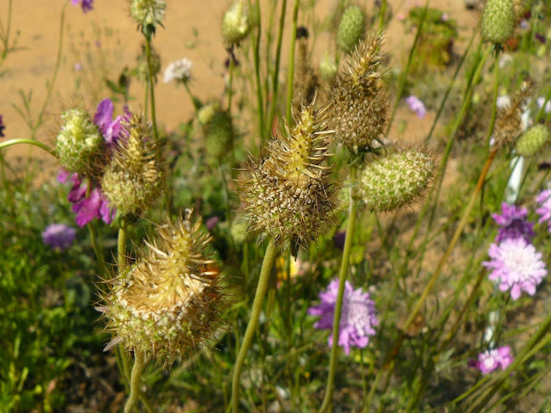 P1520842.JPG