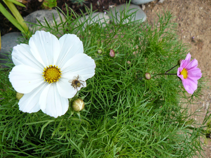 P1520865.JPG