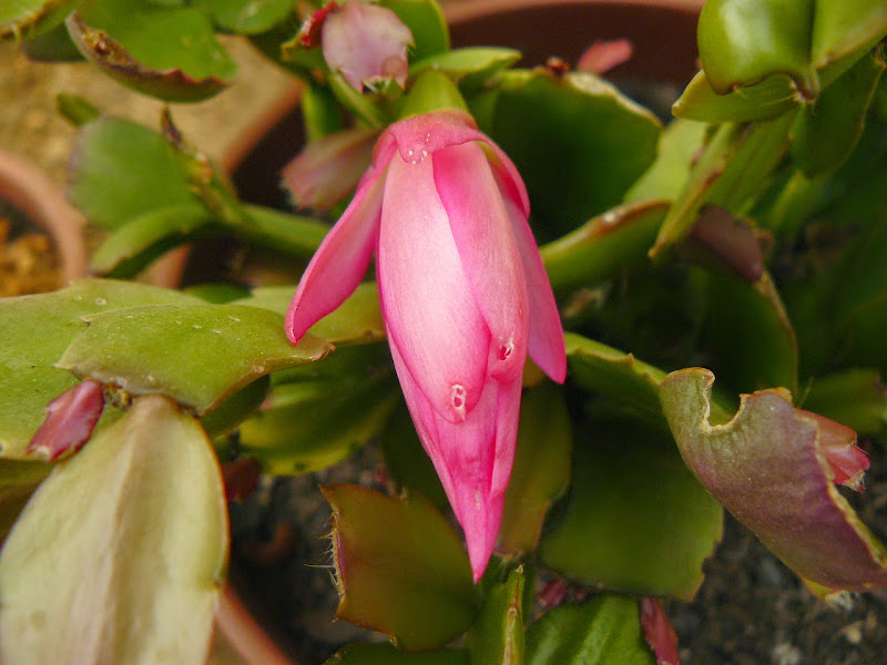 P1520891.JPG