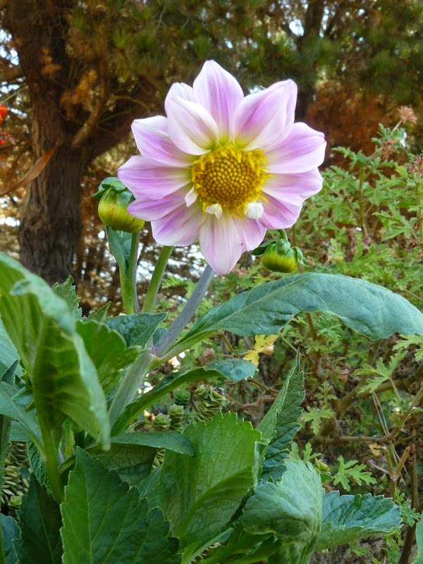 P1530171.JPG
