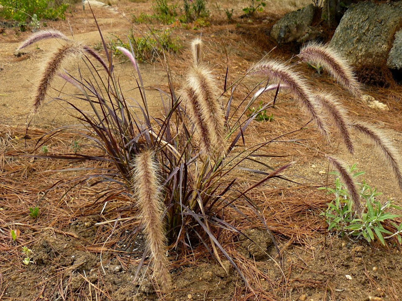 P1530211.JPG