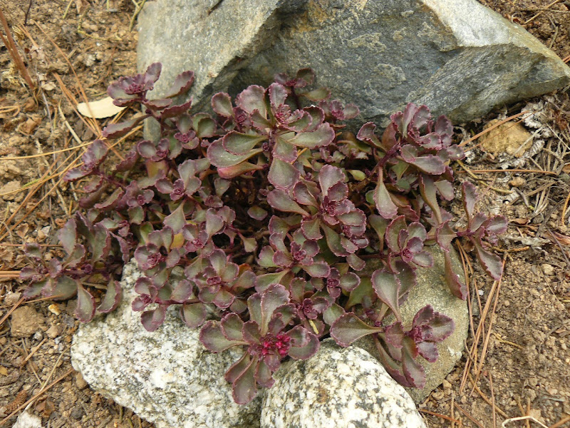 P1530223.JPG
