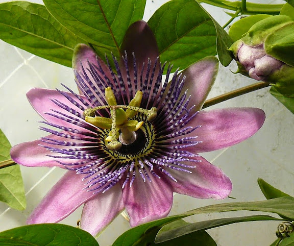 P1530314.JPG
