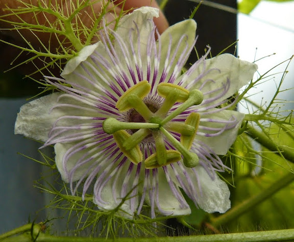 P1530323.JPG