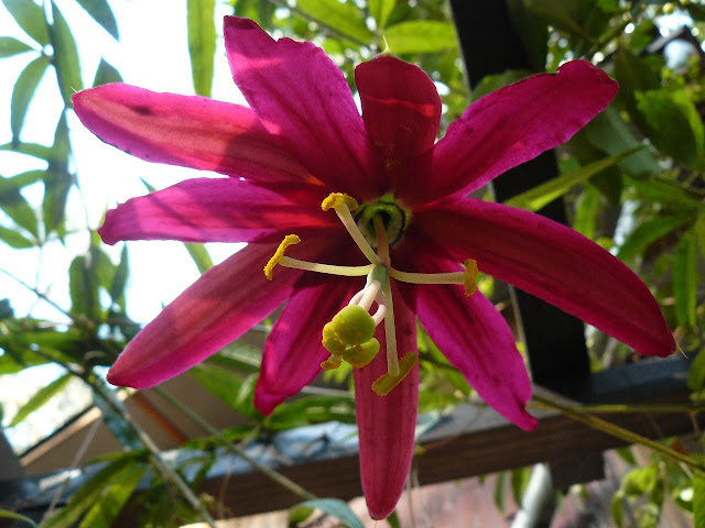 P1530336.JPG