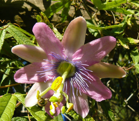 P1530349.JPG
