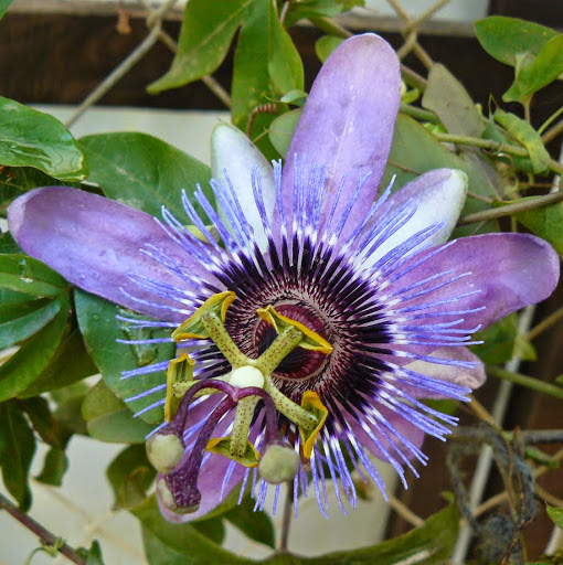 P1530350.JPG