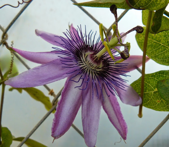 P1530354.JPG