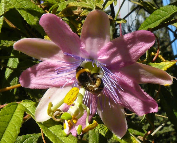 P1530369.JPG