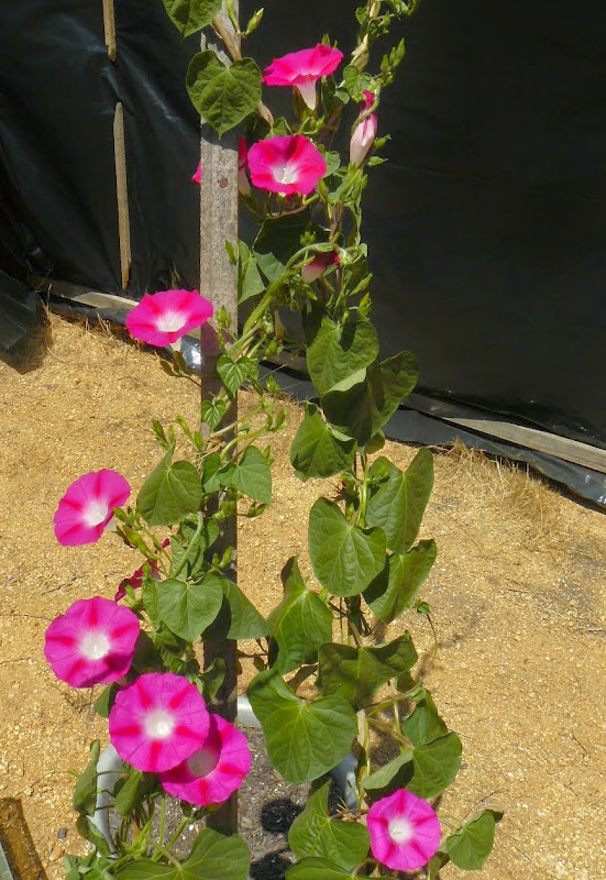 P1530432.JPG