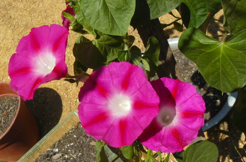 P1530434.JPG