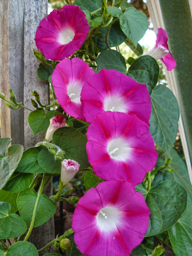 P1530445.JPG