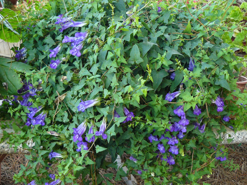 P1530455.JPG