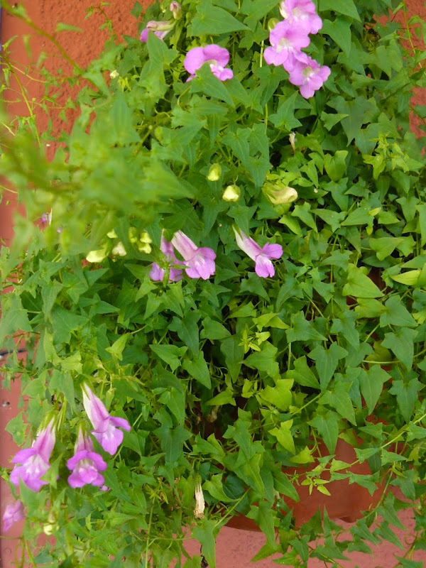 P1530493.JPG