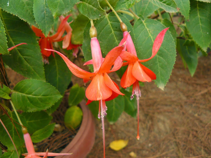 P1530535.JPG
