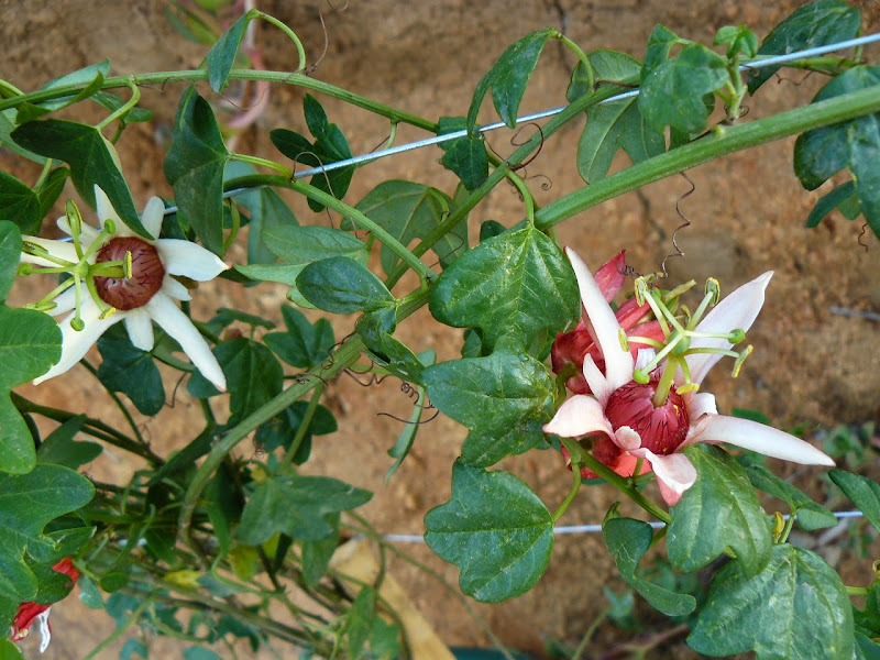 P1530550.JPG