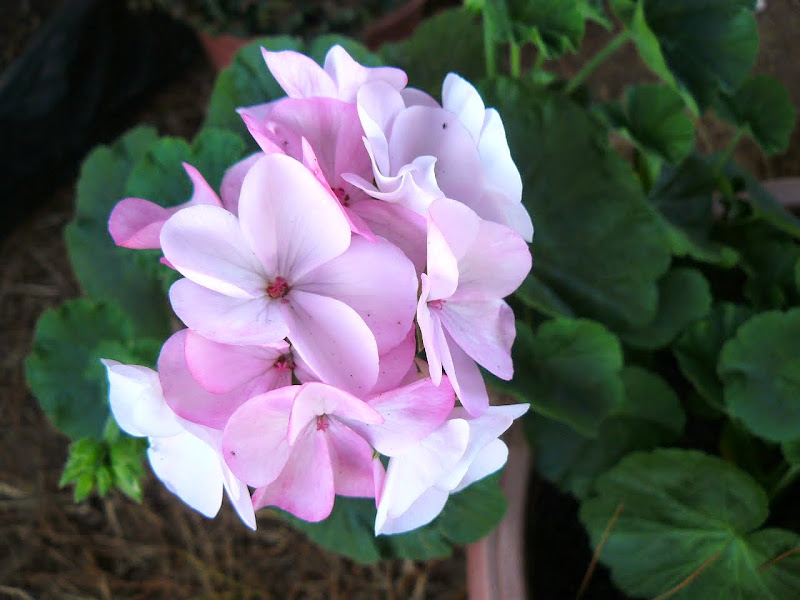 P1530554.JPG