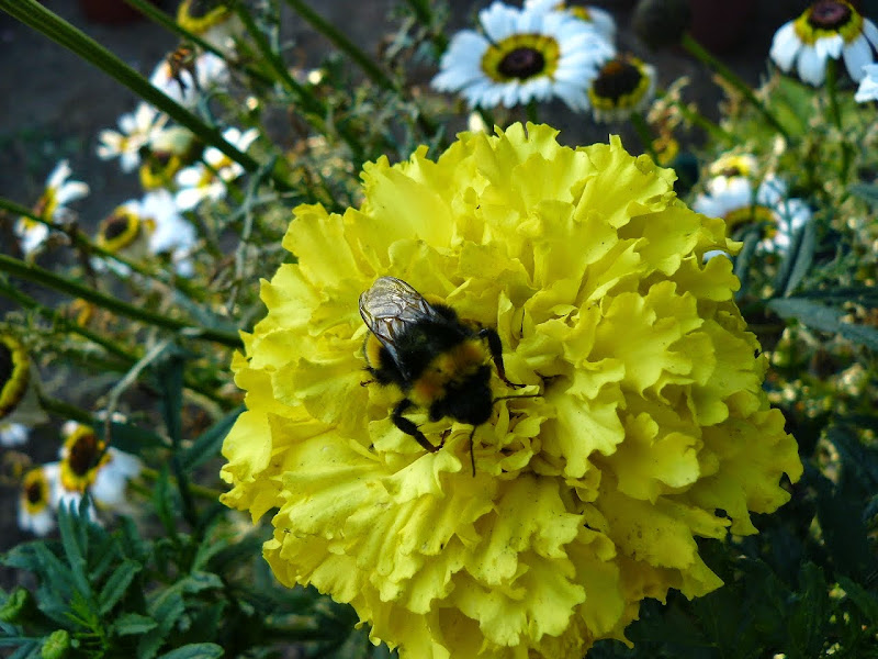 P1530563.JPG