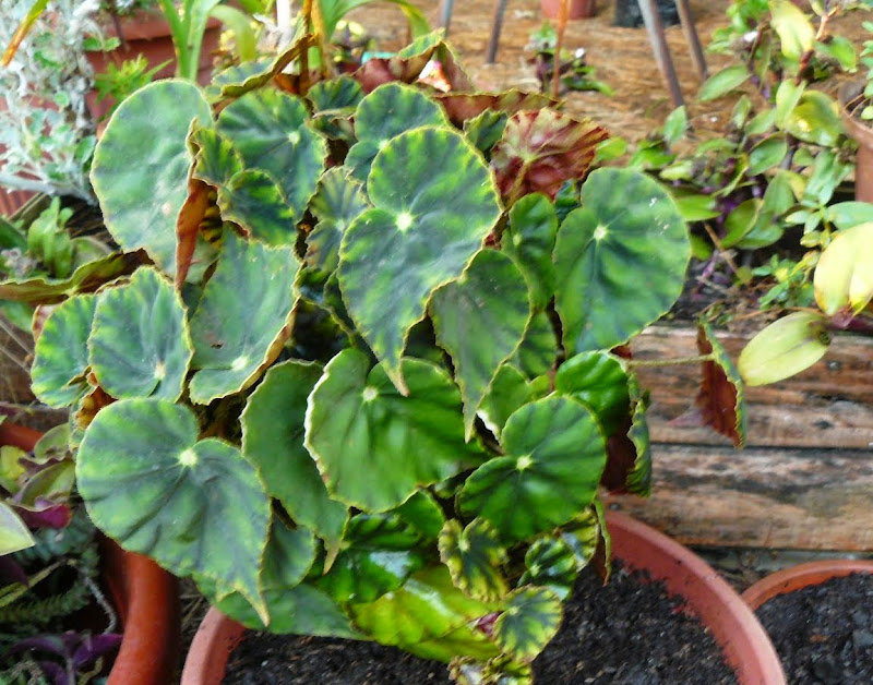 P1530631.JPG