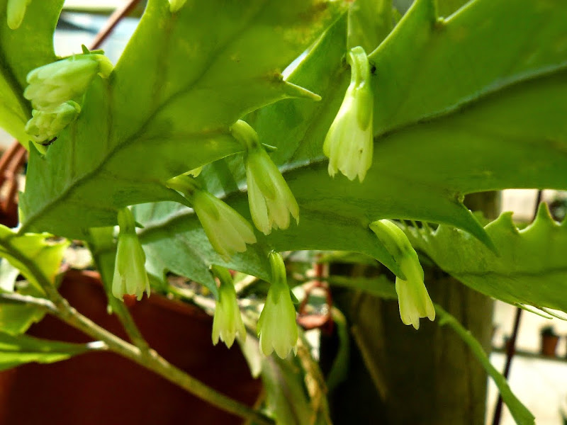 P1530672.JPG