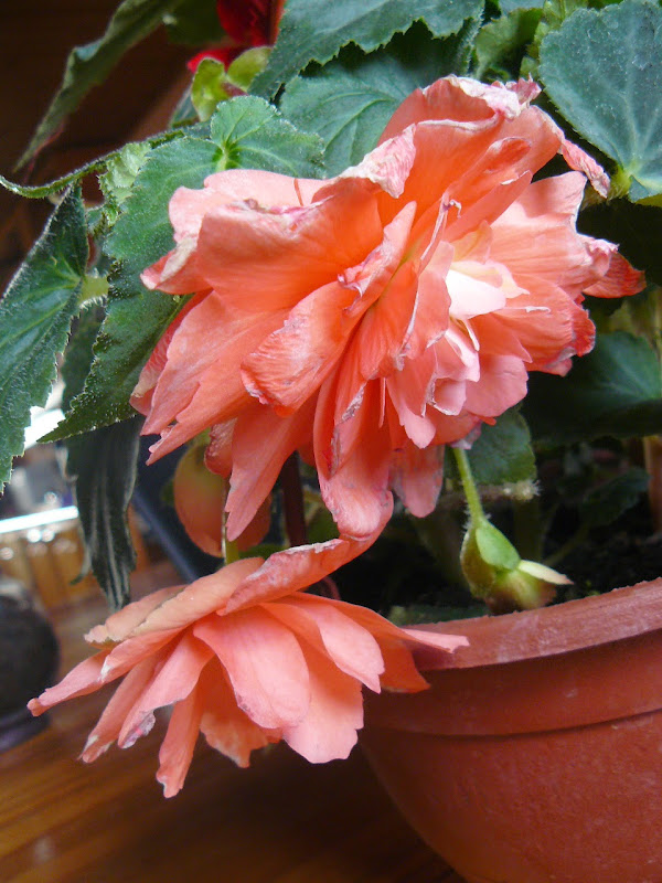 P1530720.JPG