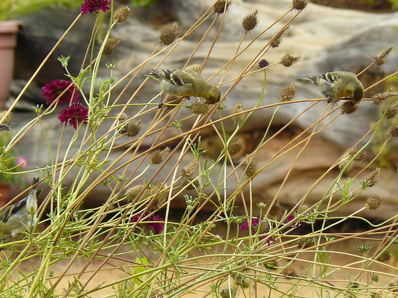 P1530730.JPG