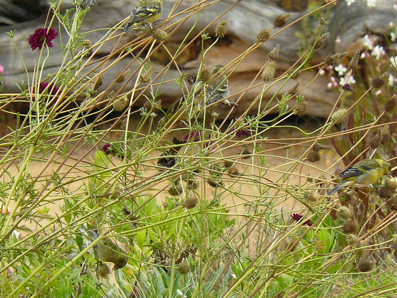 P1530746.JPG