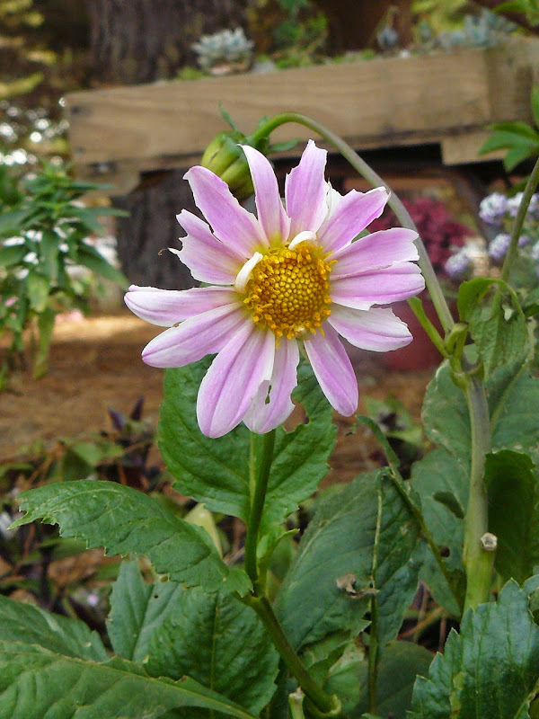 P1530766.JPG