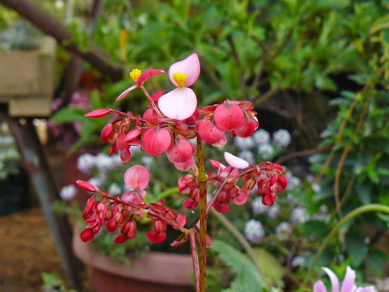 P1530767.JPG