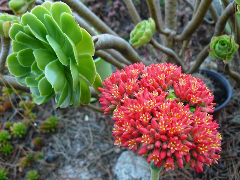 P1530855.JPG